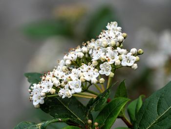 Close-up of white flowering plant