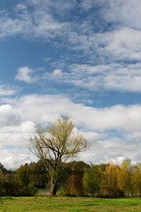 Trees on field against sky