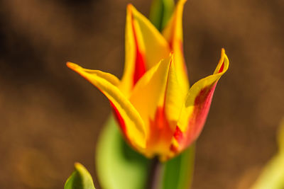 Close-up of yellow flower