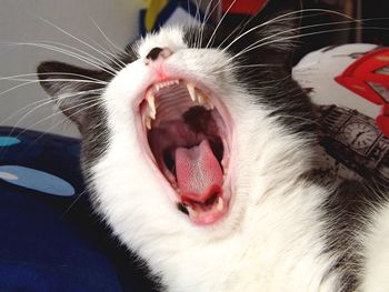 Close-up of cat yawning