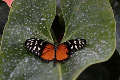 Close-up of butterfly on leaf