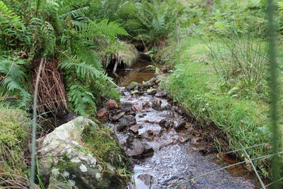 Scenic view of waterfall in forest