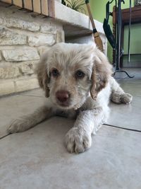 Portrait of dog sitting on floor at home