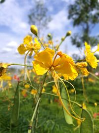 Close-up of yellow flowers blooming in field