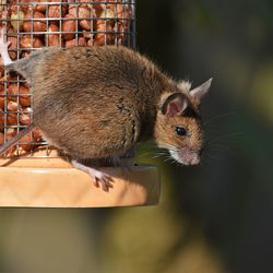 Portrait of squirrel