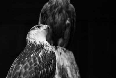 Close-up of eagle against blurred background