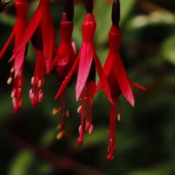 Close-up of red flowering plant