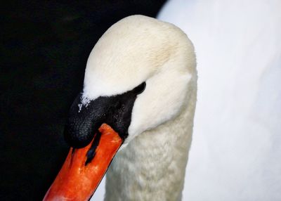 A swan passed by along the fields.