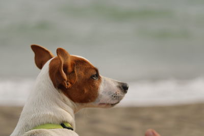 Close-up of dog looking away