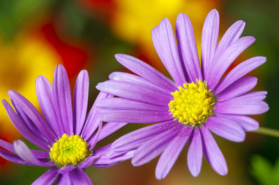 Close up of two flowers of aster