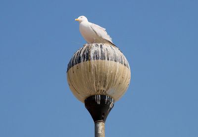 Low angle view of seagull against sky
