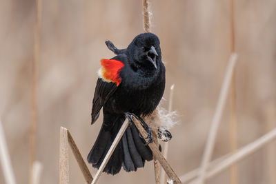 Perched redwing blackbird sings a song while perched