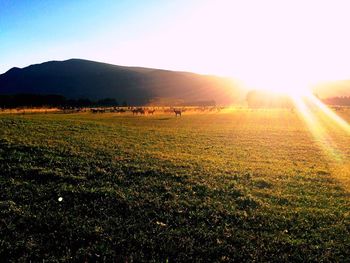 Scenic view of farm against sky during sunset