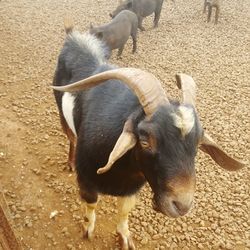 High angle view of goat standing outdoors