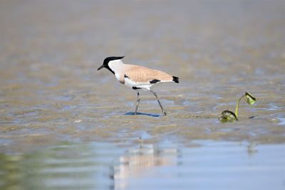 Birds perching on a lake