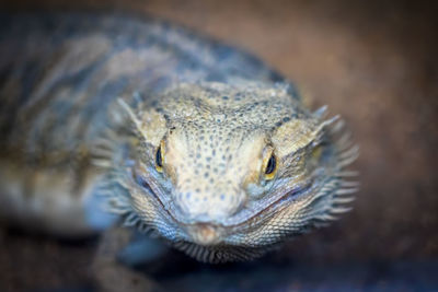 Close-up of a lizard