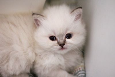 Close-up portrait of white cat