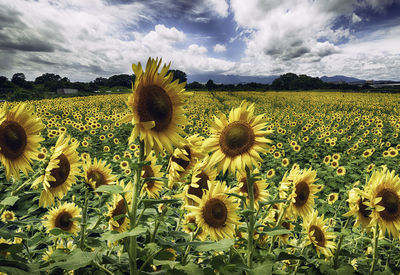 Sunflowers in field against cloudy sky