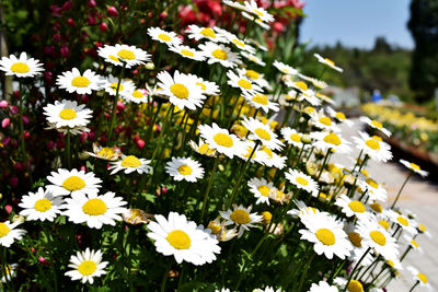 Close-up of white daisy flowers