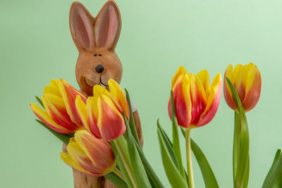 Close-up of yellow tulips against white background