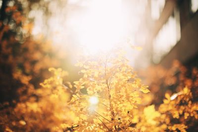 Sunlight streaming through plants on field