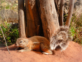 Portrait of an animal on tree trunk