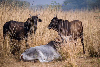 Side view of three cows