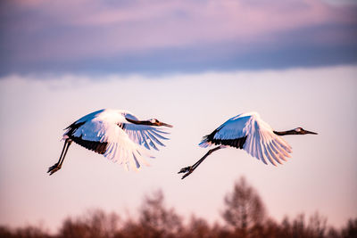 Birds flying in the sky