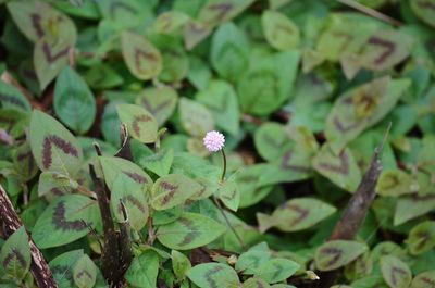 Close-up of purple flowering plant