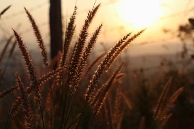 Close-up of stalks in field against sunset