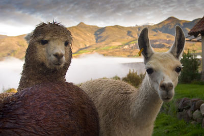 Portrait of sheep standing on rock against sky