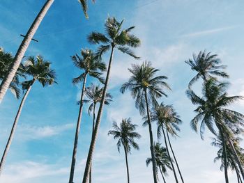 Low angle view of palm trees