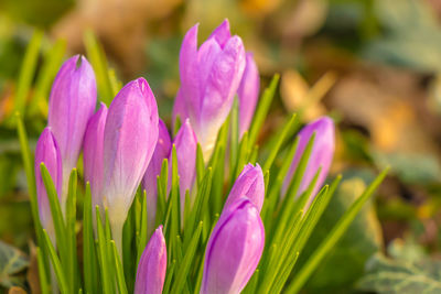 Close-up of purple crocus flowers growing in field