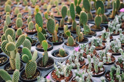 Growing succulent cactus plant in pot. cactus plantation in farm