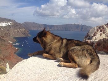 Dog relaxing on mountain against clear sky