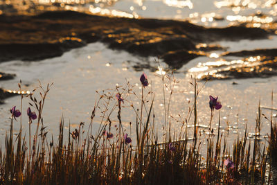 Close-up of flowering plants against sky during sunset