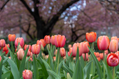 Close-up of pink tulips on field