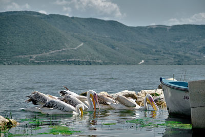 Pelicans or storks as  big birds together swimming in lake of uluabat golyazi with mountain