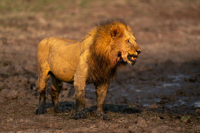 Lioness running on field