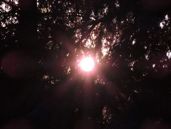 Sun shining through trees