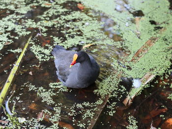 High angle view of bird perching on plant
