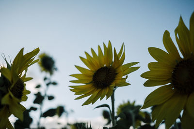 Low angle view of yellow flowering plant against sky