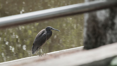 Bird perching on water