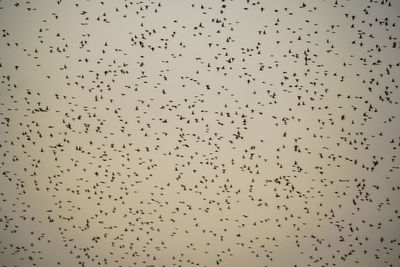 Low angle view of birds flying in the sky