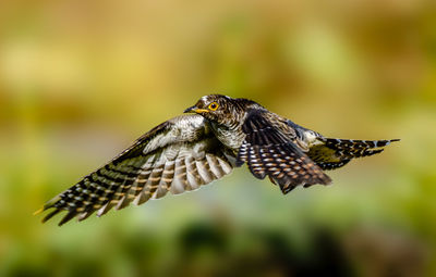 Close-up of bird flying