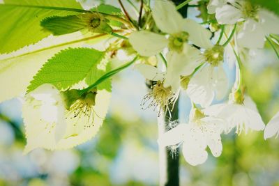 Close-up of white flowering plant