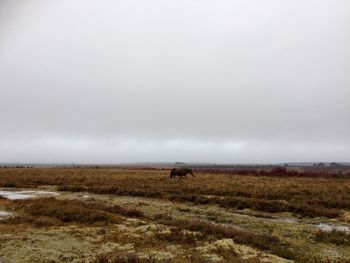 Horse grazing on field against sky