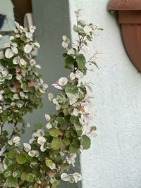 Close-up of white flowering plant against wall