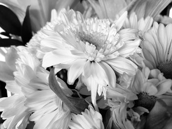Close-up of white dahlia