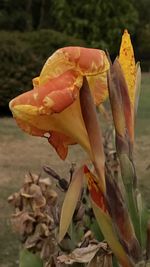 Close-up of wilted flower plant